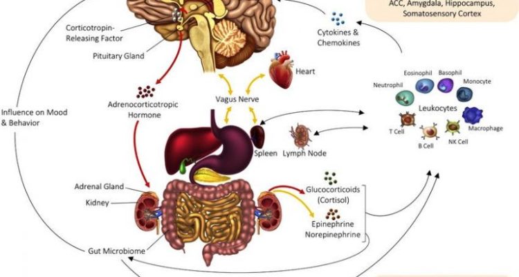 Understanding the Connection Between Mind and Body