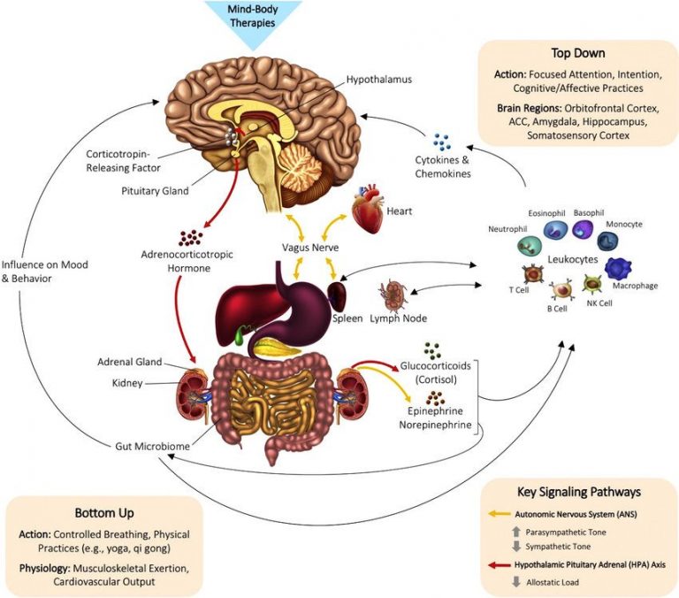 Understanding the Connection Between Mind and Body