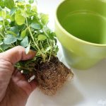 Fresh Herbs Tips for Growing Your Own Backyard Garden