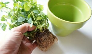 Fresh Herbs Tips for Growing Your Own Backyard Garden
