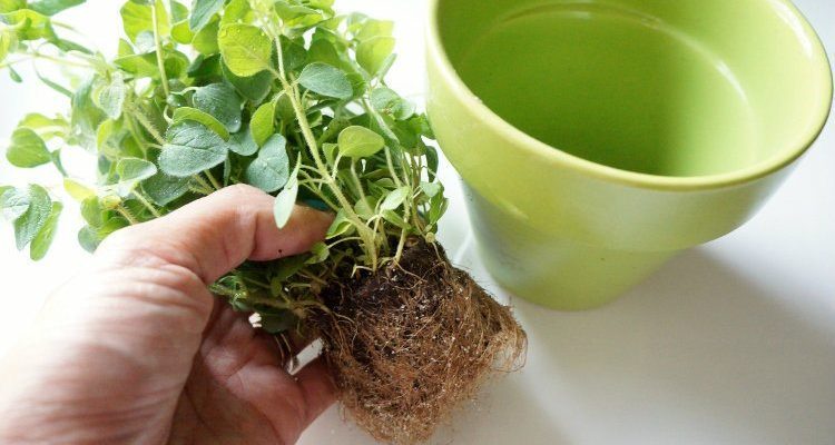 Fresh Herbs Tips for Growing Your Own Backyard Garden