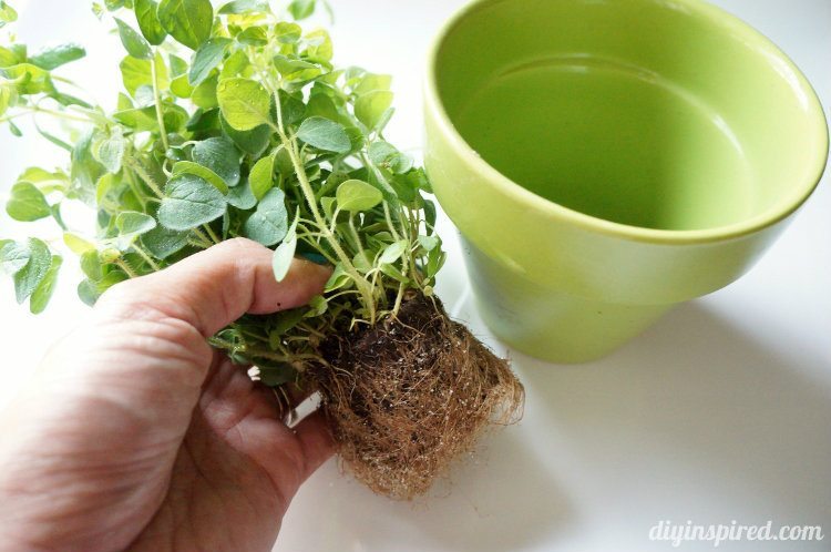 Herbs growing own tips Fresh Herbs Tips for Growing Your Own
